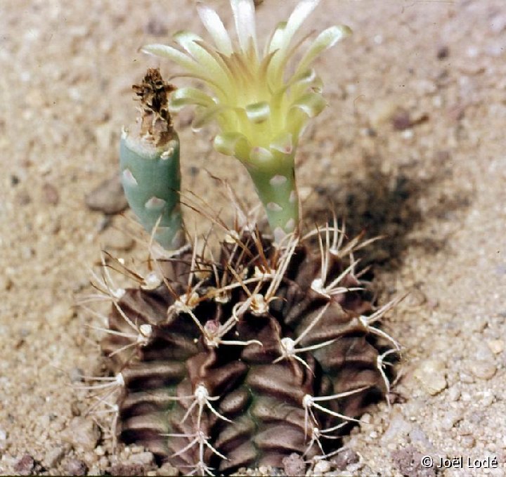 Gymnocalycium mihanovichii v. stenogonum -JL071